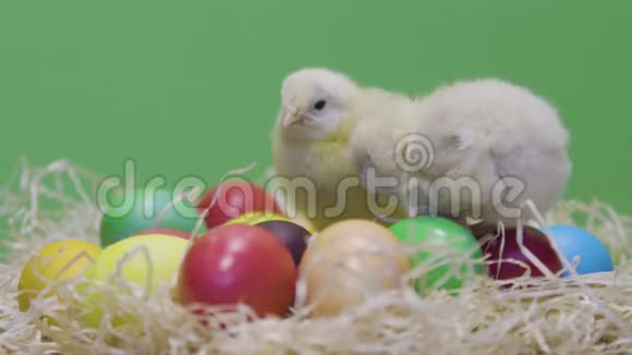 小鸡在五颜六色的复活节彩蛋上行走绿色背景毛茸茸的小鸡视频的预览图