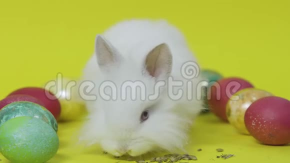 白色复活节兔子在黄色背景下吃鸡蛋之间的饲料关门视频的预览图