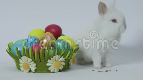 复活节小兔子附近的节日篮子里有五颜六色的鸡蛋白色背景视频的预览图