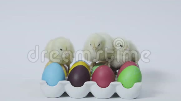 小黄鸡在托盘里的复活节彩蛋上筑巢白色背景视频的预览图