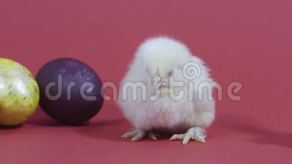 粉红色背景的小鸡和复活节彩蛋毛茸茸的小鸡小鸟视频的预览图
