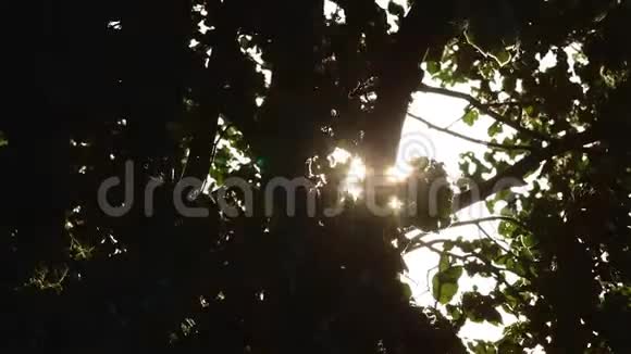 秋天森林里阳光明媚的一天视频的预览图