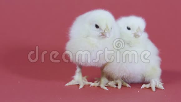 两只困倦可爱的黄鸡复活节的象征毛茸茸的小鸡粉色背景视频的预览图