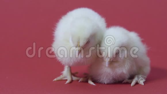 两只困倦的小黄鸡复活节的象征毛茸茸的小鸡粉色背景视频的预览图