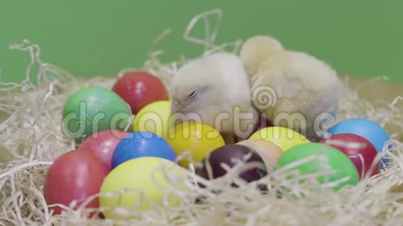 两只毛茸茸的雏鸟在巢里散步它们有五颜六色的复活节彩蛋绿色背景视频的预览图