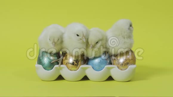 在托盘里的复活节彩蛋上一起筑巢的黄色小鸡黄色背景视频的预览图