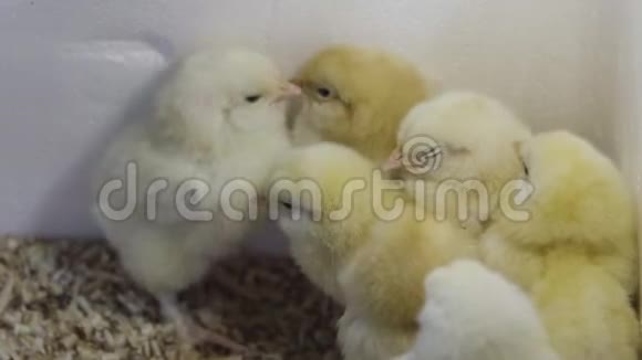 很多毛茸茸的黄色小鸡鸡舍务农新的生活观念关门视频的预览图
