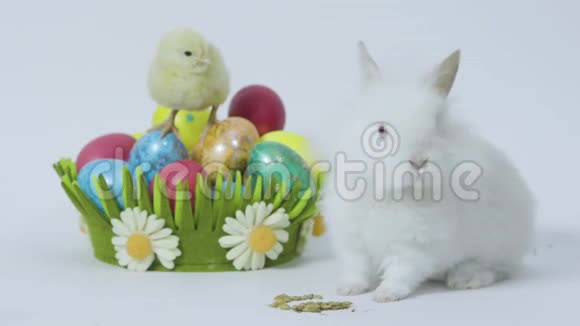复活节兔子和附近的小小鸡带着鸡蛋的节日篮子白色背景视频的预览图