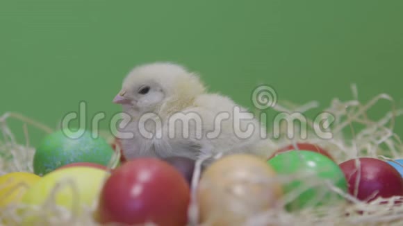 一只小鸡和五颜六色的复活节彩蛋绿色背景毛茸茸的小妞视频的预览图