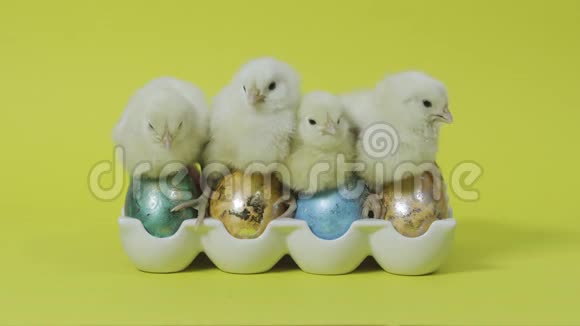 小鸡一起筑巢五颜六色的复活节彩蛋在托盘里黄色背景视频的预览图