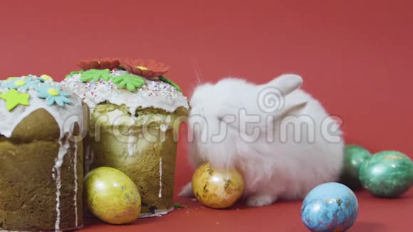 小兔子吃复活节蛋糕软糖五颜六色的装饰蛋红色背景视频的预览图