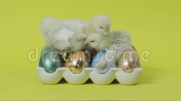 疯狂的小鸡们坐在托盘里五颜六色的复活节彩蛋上黄色背景视频的预览图