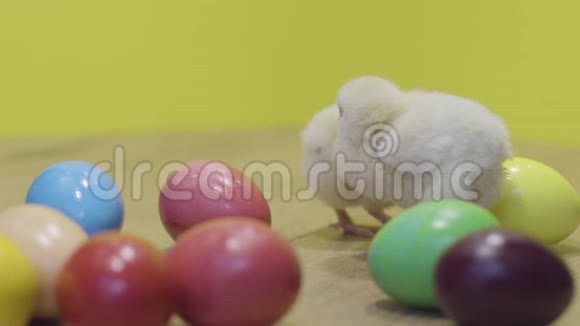 黄色背景上的小鸡和五颜六色的复活节彩蛋毛茸茸的小鸡视频的预览图