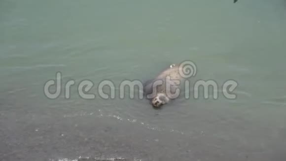 图莱尼岛上的斯特勒海狮视频的预览图