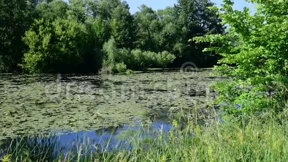 美丽的夏日风景河上长满了睡莲叶子视频的预览图