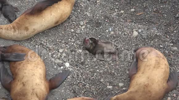 图莱尼岛上的斯特勒海狮视频的预览图