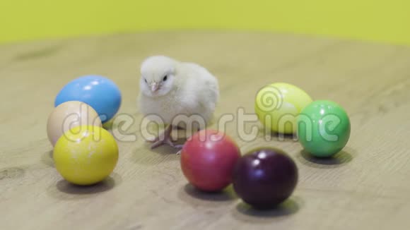 黄色背景上的小鸡和五颜六色的复活节彩蛋毛茸茸的小鸡视频的预览图