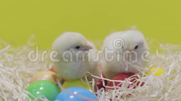 两只毛茸茸的小鸡坐在五颜六色的复活节彩蛋上黄色背景视频的预览图