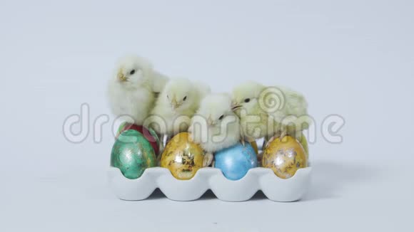 有趣的黄色小鸡一起在复活节的鸡蛋托盘上筑巢白色背景视频的预览图