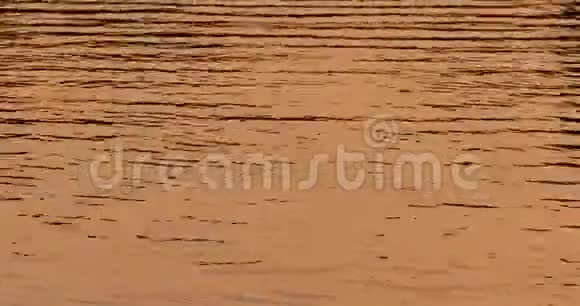 日落背景下的金色水视频的预览图