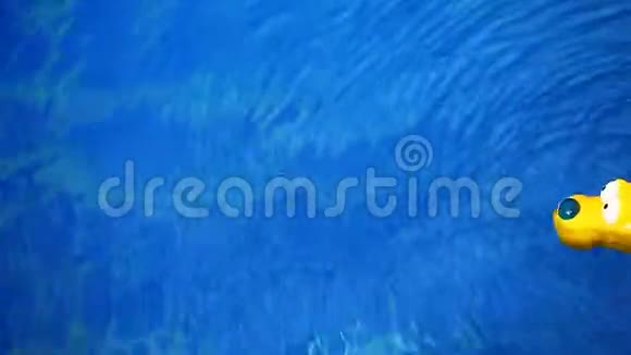 游泳池塑料黄狗镜头高清视频的预览图
