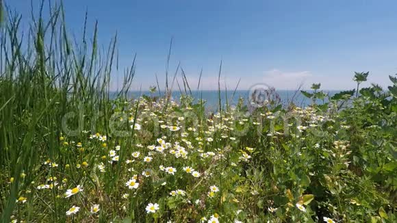 大海和蓝天背景上的雏菊和小草视频的预览图