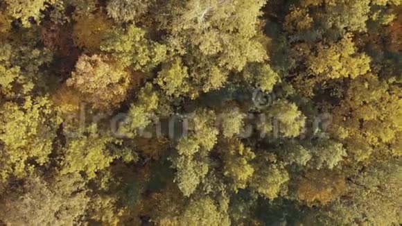 森林中的秋峰运动视频的预览图