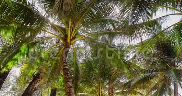 棕榈树的俯视图视频的预览图