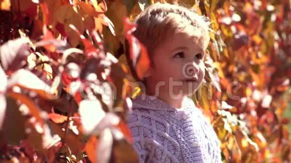 可爱的户外儿童肖像在秋天秋天大自然里穿毛衣的漂亮孩子秋季儿童户外娱乐活动视频的预览图