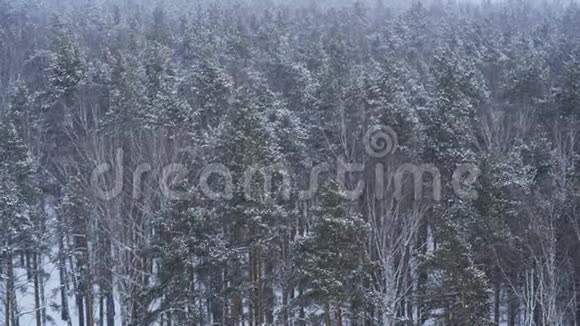 降雪期间的冬季森林鸟瞰图用长焦镜头拍摄视频的预览图