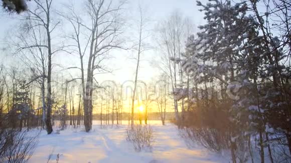 雪花从松枝落下在阳光下闪闪发光神奇的冬季森林雪在夕阳下闪闪发光视频的预览图