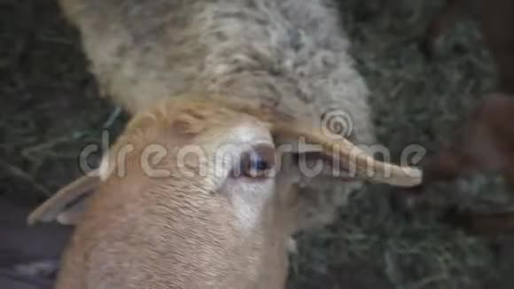 羊和小牛看框架视频的预览图