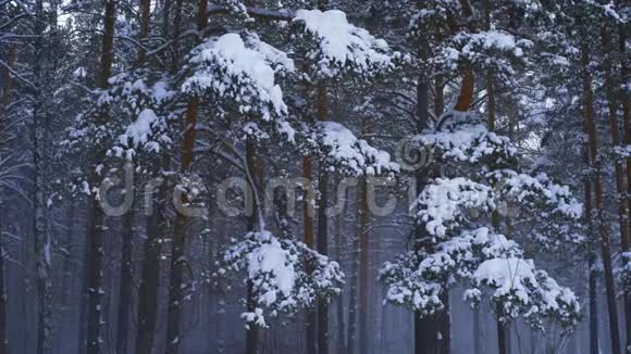 冬暮林中降雪风吹雪去松枝视频的预览图