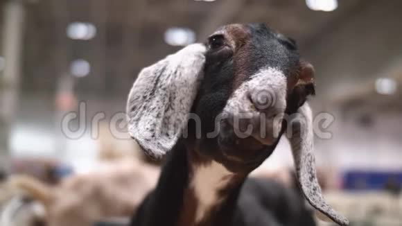 县集市上可爱山羊的特写视频的预览图