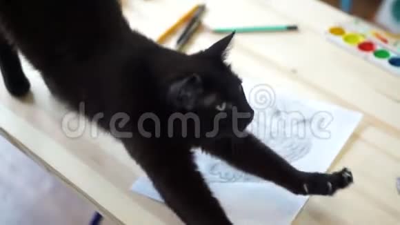 猫在桌子上伸展视频的预览图