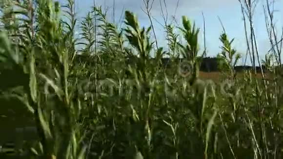 绿色植物在风中移动视频的预览图