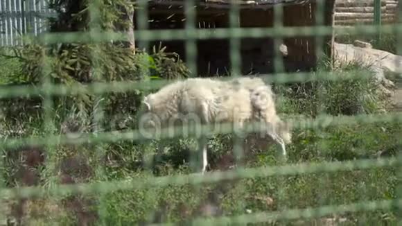 动物园里的野白狼视频的预览图