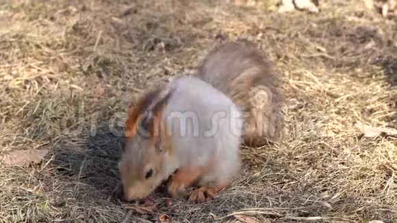 一只可爱而蓬松的松鼠在阳光明媚的一天在早春把松子啃在地上动物正从冬眠中苏醒视频的预览图