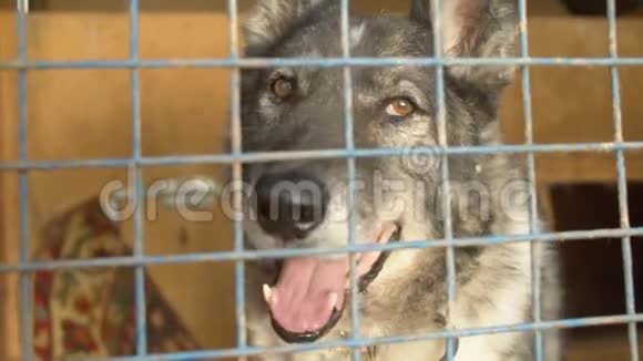 一只笼子里的狗的悲伤表情视频的预览图