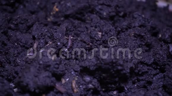 黑暗土壤中的蠕虫视频的预览图
