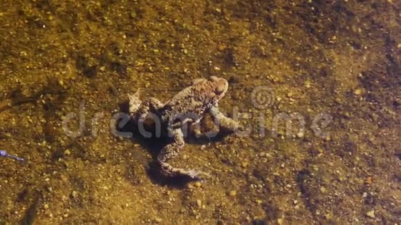 青蛙坐在水下的沙子上视频的预览图