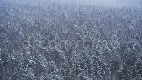 松顶背景上的雪降雪期间的冬季森林鸟瞰图视频的预览图
