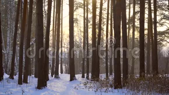 冬天白雪覆盖的森林在阳光下视频的预览图