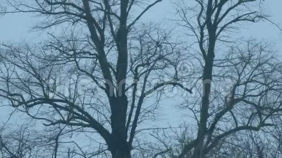 黄昏时风中的树丛视频的预览图