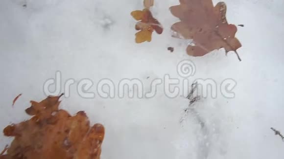 冰封的橡树叶视频的预览图