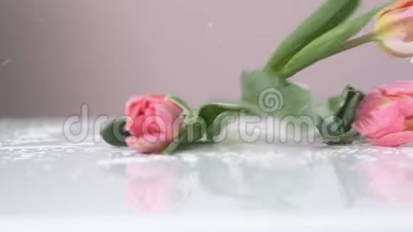 粉红色盛开的郁金香落在潮湿的桌子上慢镜头特写视频的预览图