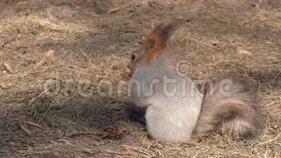 一只可爱而蓬松的松鼠在阳光明媚的一天在早春把松子啃在地上动物正从冬眠中苏醒视频的预览图