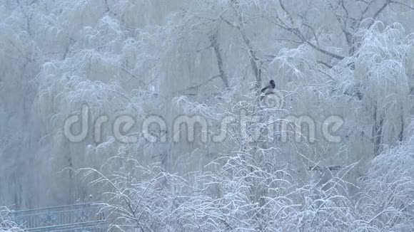 从窗口查看春天第一次下雪视频的预览图