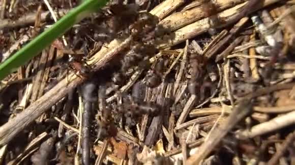 有大型森林蚂蚁的蚁穴入口特写视频的预览图