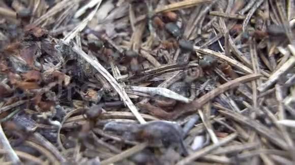 有大型森林蚂蚁的蚁穴入口特写视频的预览图